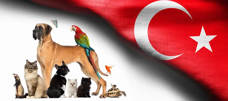 HamiHolding - How to transfer pets to Türkiye and its steps